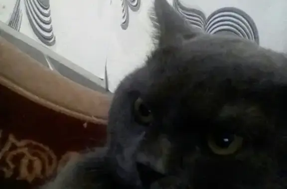 Потерянные животные Улан-Удэ, фото: Пропала кошка в Октябрьском районе, верните!