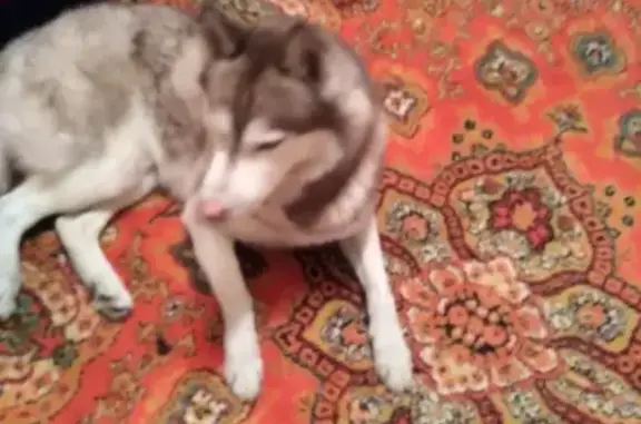 Найдена собака в Комсомольске-на-Амуре