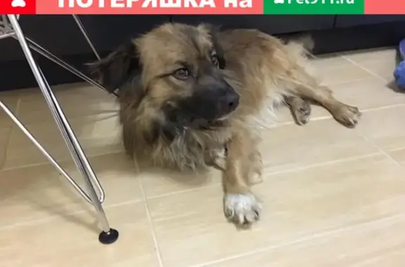 Найдена собака на Кронштадской площади, СПб