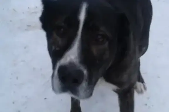 Найдена собака, коттеджный посёлок Мельничный ручей, фото: Найдена собака в Мельничном ручье, ЛО