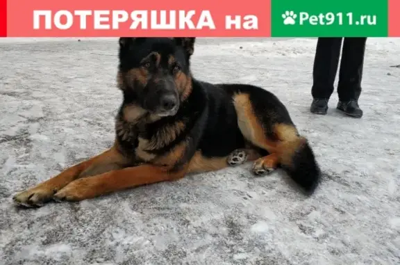 Найдена собака на Латвийской 48/1 в Екатеринбурге