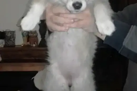 Найдена собака Малышка - Кнопочка на улице Гагарина