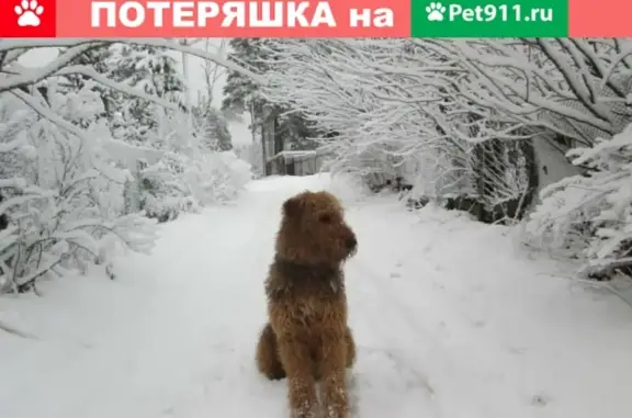 Пропала собака Марик в Васкелово, Ленинградская область