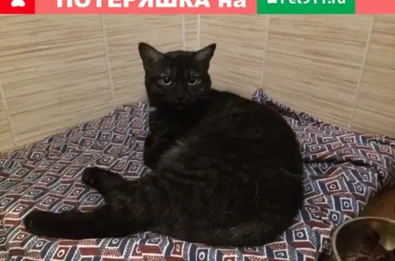 Найдена кошка Москва, м. Братиславская.