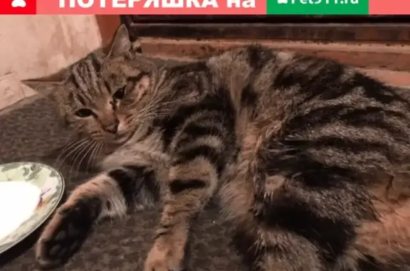 Найден кот с перебитыми лапками на ул. Широкая, Москва