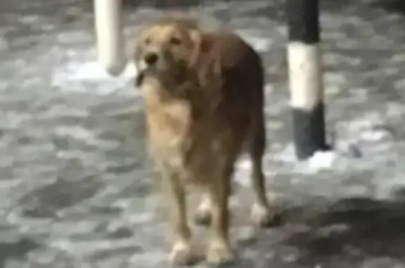Собака найдена в Мурманске на ул. Адм. Лобова