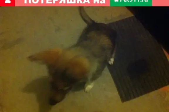 Найден маленький щенок на Маршала Мерецкова, 26