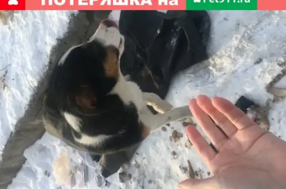 Найдена собака в Иркутской обл.