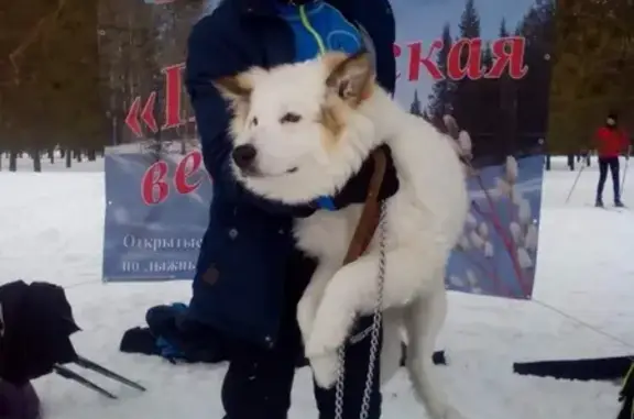 Пропала собака Миша в пос. Озёрный, Респ. Коми