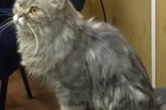 Серая кошка найдена в жилом комплексе Акварели, Балашиха