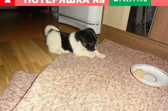 Найдена собака Малышка на Балашовской, Пенза