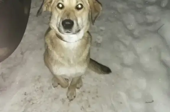 Найдена собака на ул. Молодежной, Ижевск