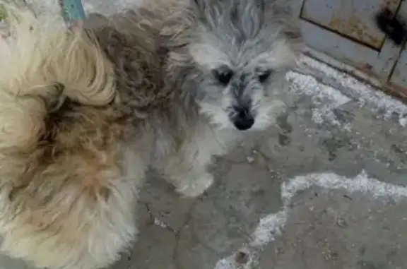 Пропал пёс на улице Гагарина в Гороховце