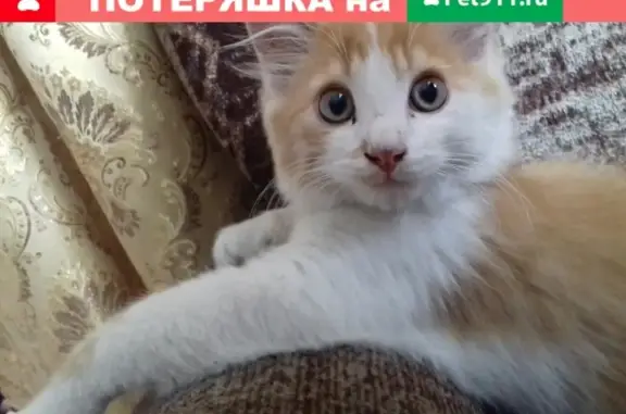 Пропала кошка Вася в Сатке, Челябинская область