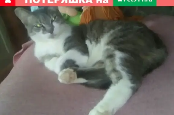 Пропала кошка Муся, район Пушкина 8
