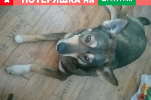 Найдена собака в Костроме, ищем хозяина.