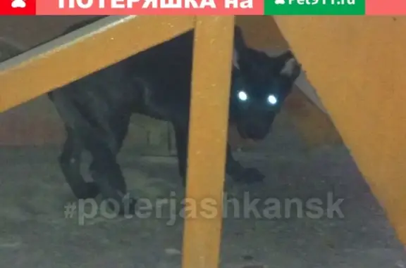 Найден агрессивный пёс с ошейником на ул. Федосеева