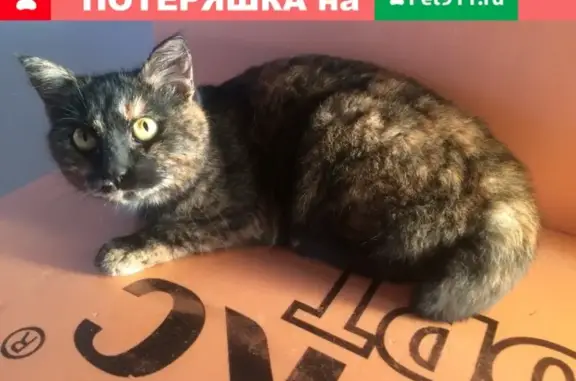 Найдена молодая кошка в Соликамске