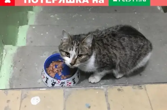 Кошка найдена на Готвальда 6-1 в Екатеринбурге