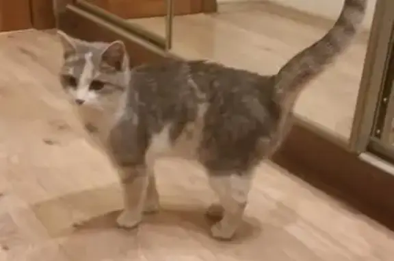 Найдена кошка-подросток на Советском проспекте, ищем хозяев