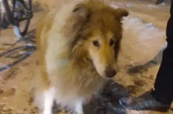 Найдена собака на ул. Летчика Бабушкина 7, Москва