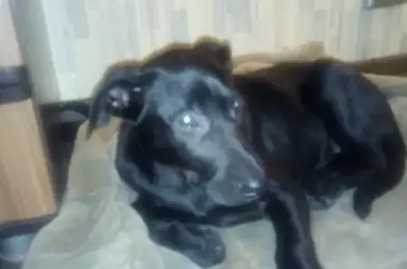 Найден щенок в Петербурге, Приморском районе на Серебристом бульваре