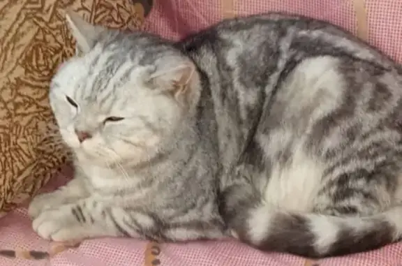 Найден кот на ул. Красносормовская, ищем хозяина или приют