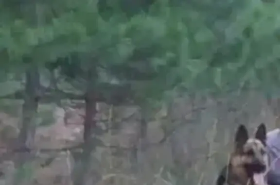 Объявления о пропавших и найденных животных, Аршан, фото: Пропала собака в п. Аршан, вознаграждение!