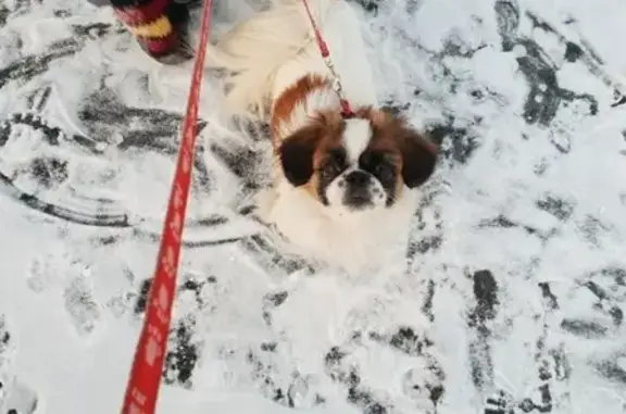 Пропала собака в районе 12-го городка, звоните!