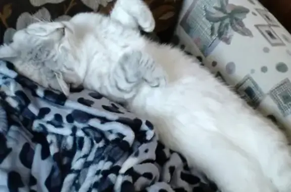 Кошки потеряшки, Артёмовск, фото: Потеряшка кошка на улице Гагарина, Артемовск