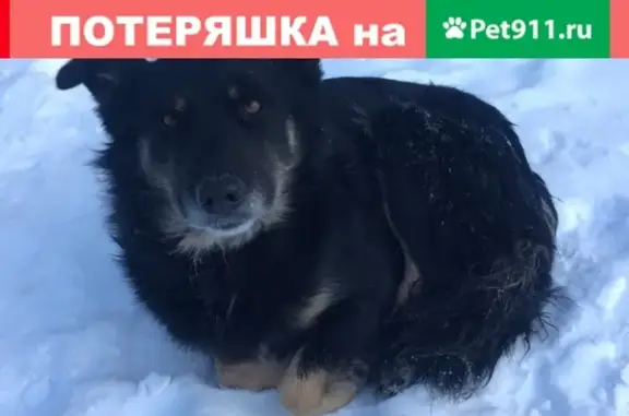 Собака в кожаном ошейнике на ул. Елизарова ищет хозяев