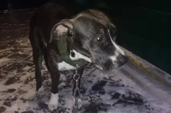 Найдена собака в Волжском, помогите с информацией!