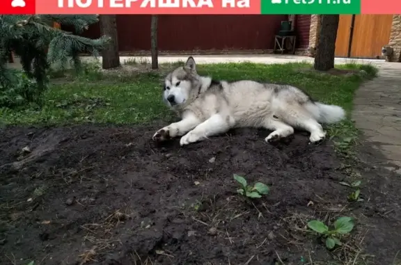 Пропала собака на ул. Прозоровская, Раменский район, МО