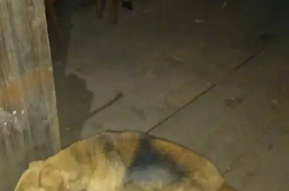 Собака найдена в деревне Подгородище, Оса