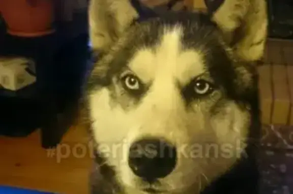 Пропала собака Хаски в Нижней Ельцовке, нужна помощь!
