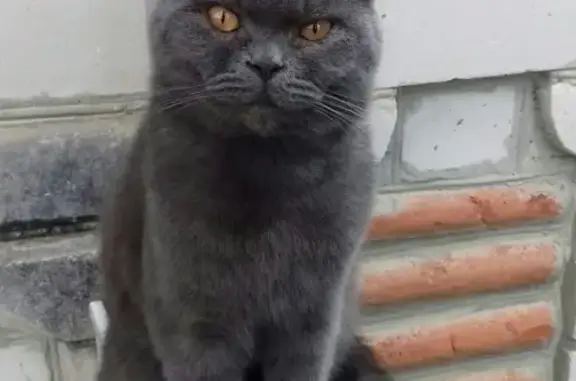Пропала кошка Месси в Геленджике, Краснодарский край