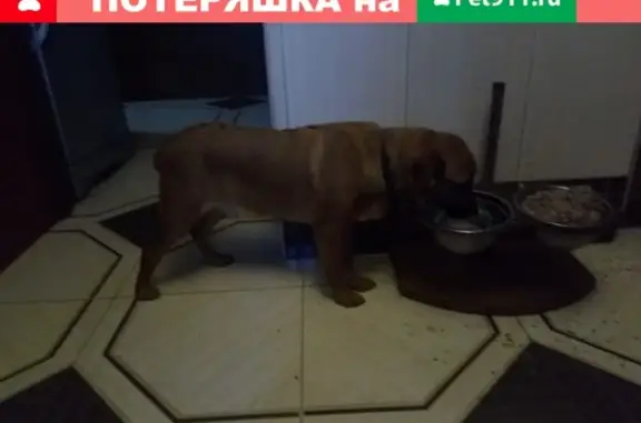 Найден собачка без хозяев на Новокосинской улице, Москва