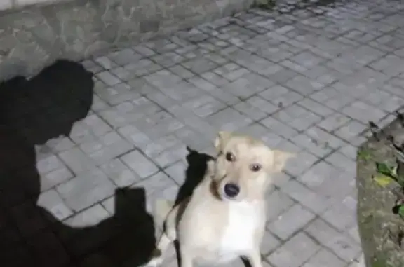 Пропала собака в Абинске, вознаграждение.