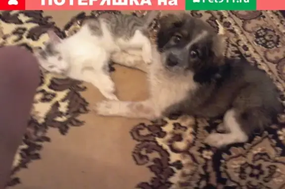 Пропала собака в Кувандыке, Оренбургская область