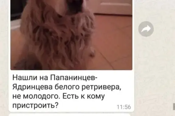 Собака с клеймом найдена на Папаненцев* Ядринцева