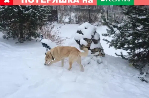 Пропала собака КАРАТ, ул. Ручейная, Сыктывкар
