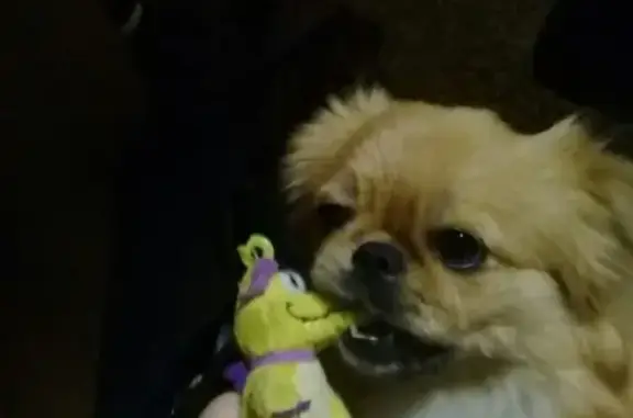 Собаки потеряшки, Переволоцкий, фото: Потеряшка собака Соня в Переволоцком, Оренбургская область