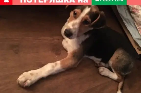 Найдена собака на улице Строкина, Нижний Новгород