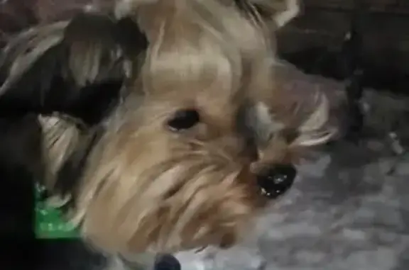 Собака Йорк найдена на Октябрьской 46 в Котласе