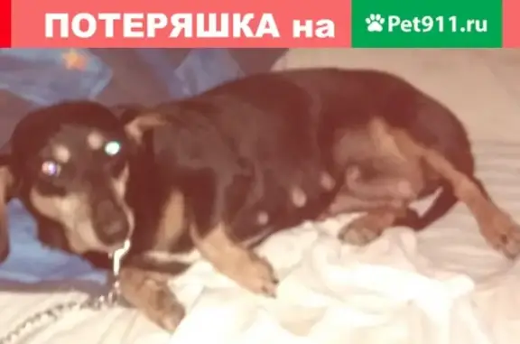 Пропала собака Мила, район Виноградная, Донской.
