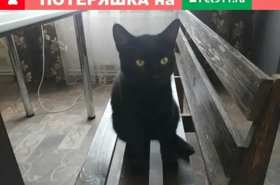 Пропал кот Вася в Отрадном, Ленобласть!
