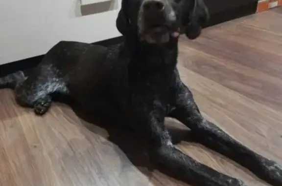 Собака найдена в Медногорске: Курцхар, девочка.