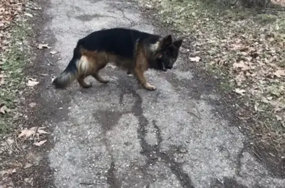 Найдена собака в Керчи, ищут хозяев.
