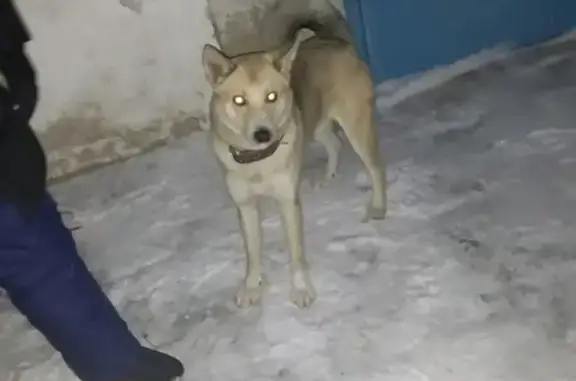 Найдена собака похожая на ХАСКИ в Мценске