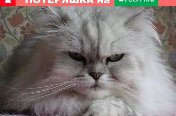 Найдена персидская кошка в Зеленоградске